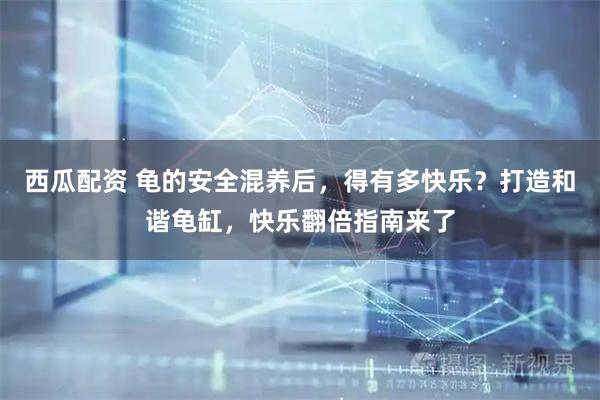 西瓜配资 龟的安全混养后，得有多快乐？打造和谐龟缸，快乐翻倍指南来了